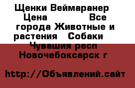 Щенки Веймаранер › Цена ­ 40 000 - Все города Животные и растения » Собаки   . Чувашия респ.,Новочебоксарск г.